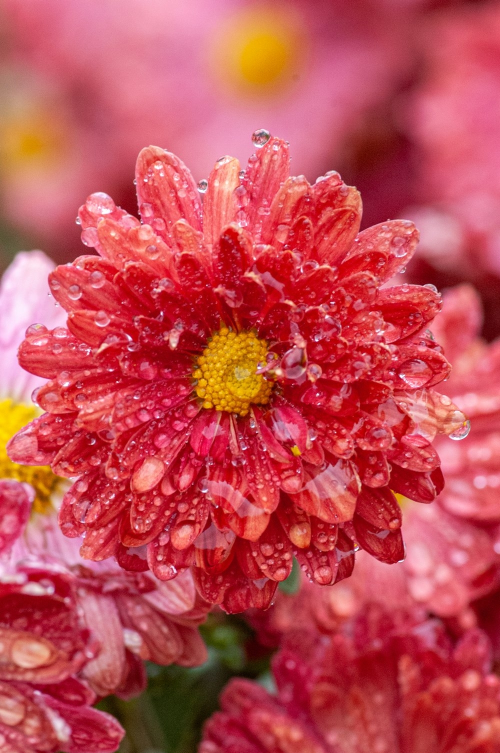 a close up of a flower