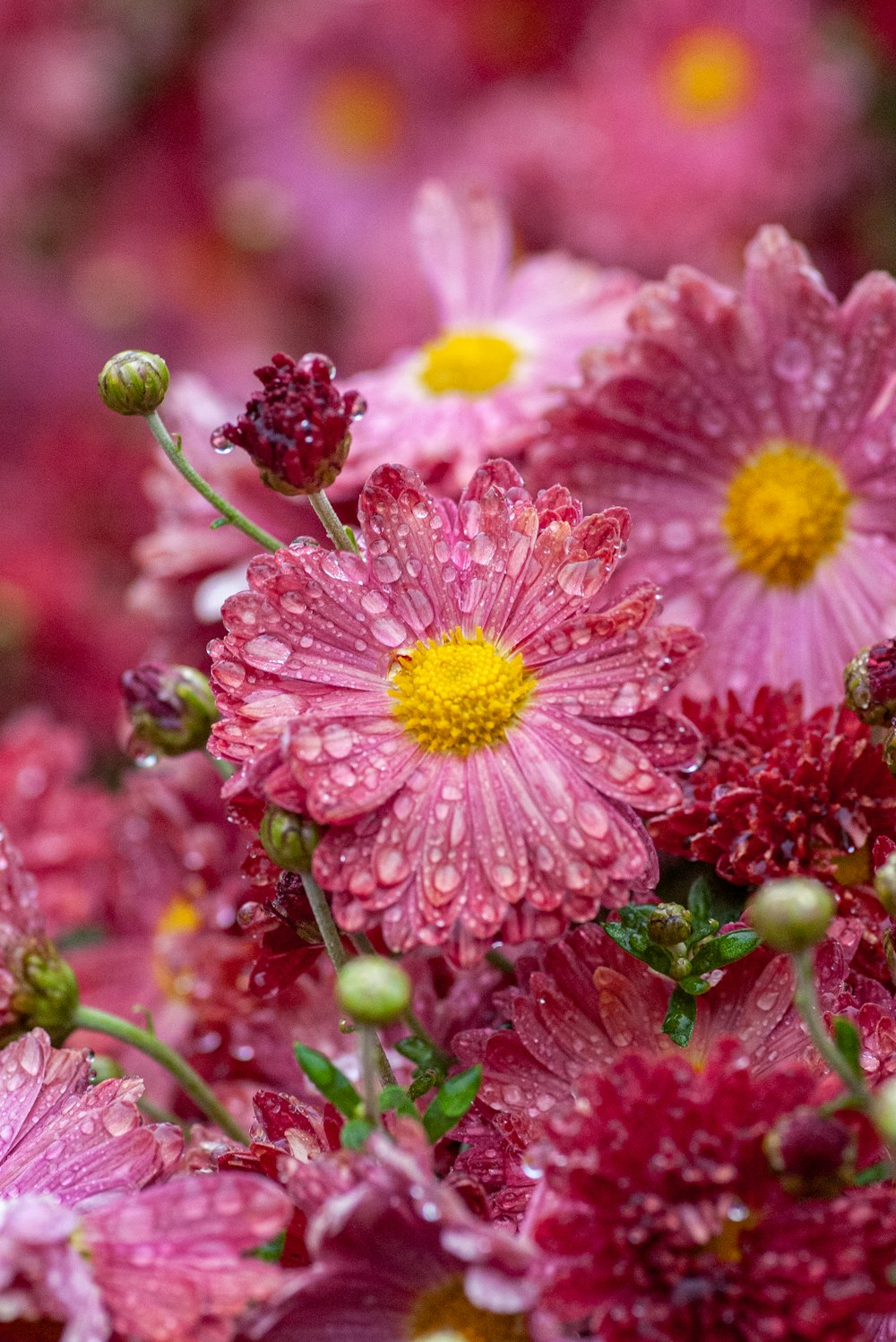 a bunch of pink flowers with water droplets on them