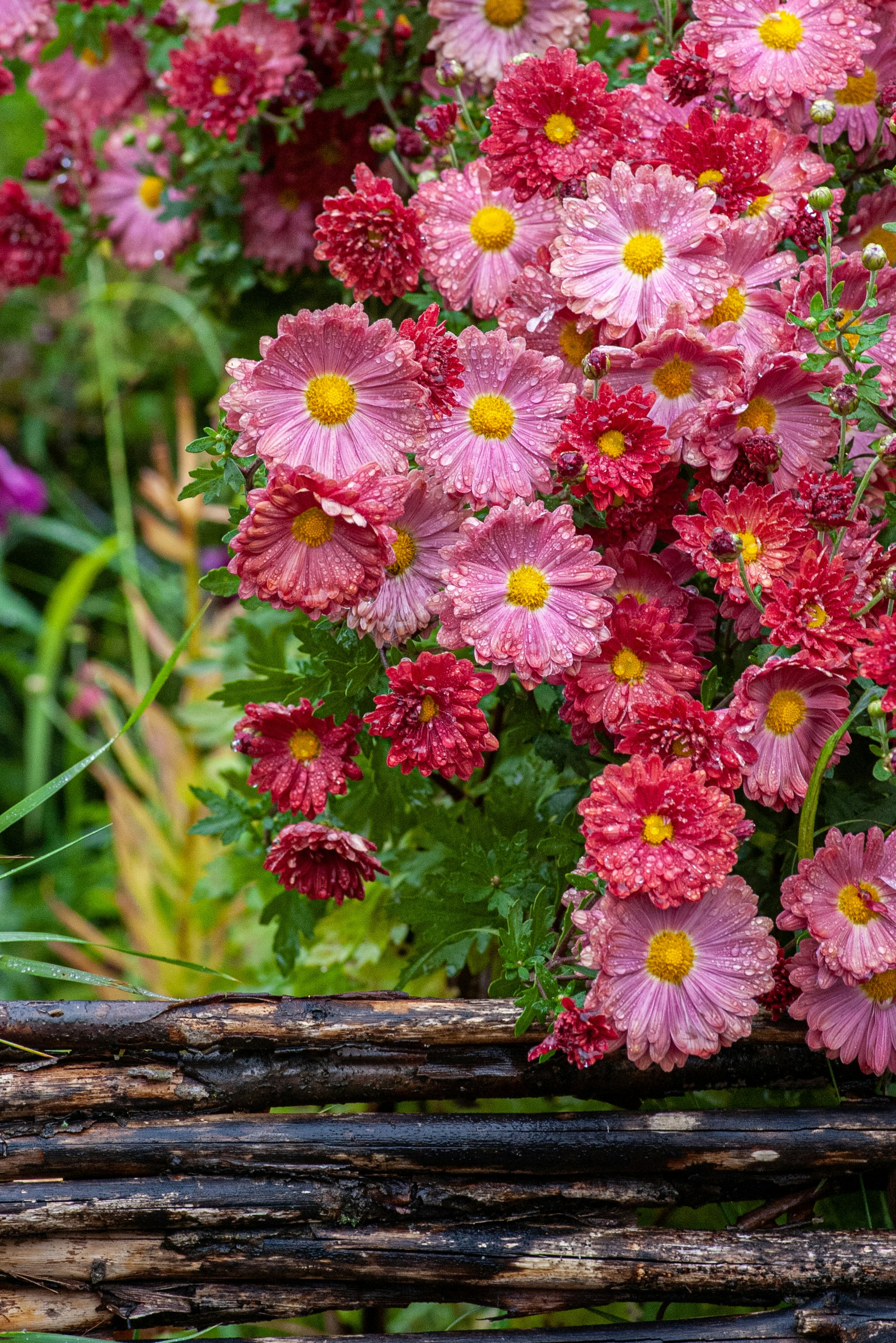 A bunch of pink flowers in a garden photo – Free Москва Image on Unsplash