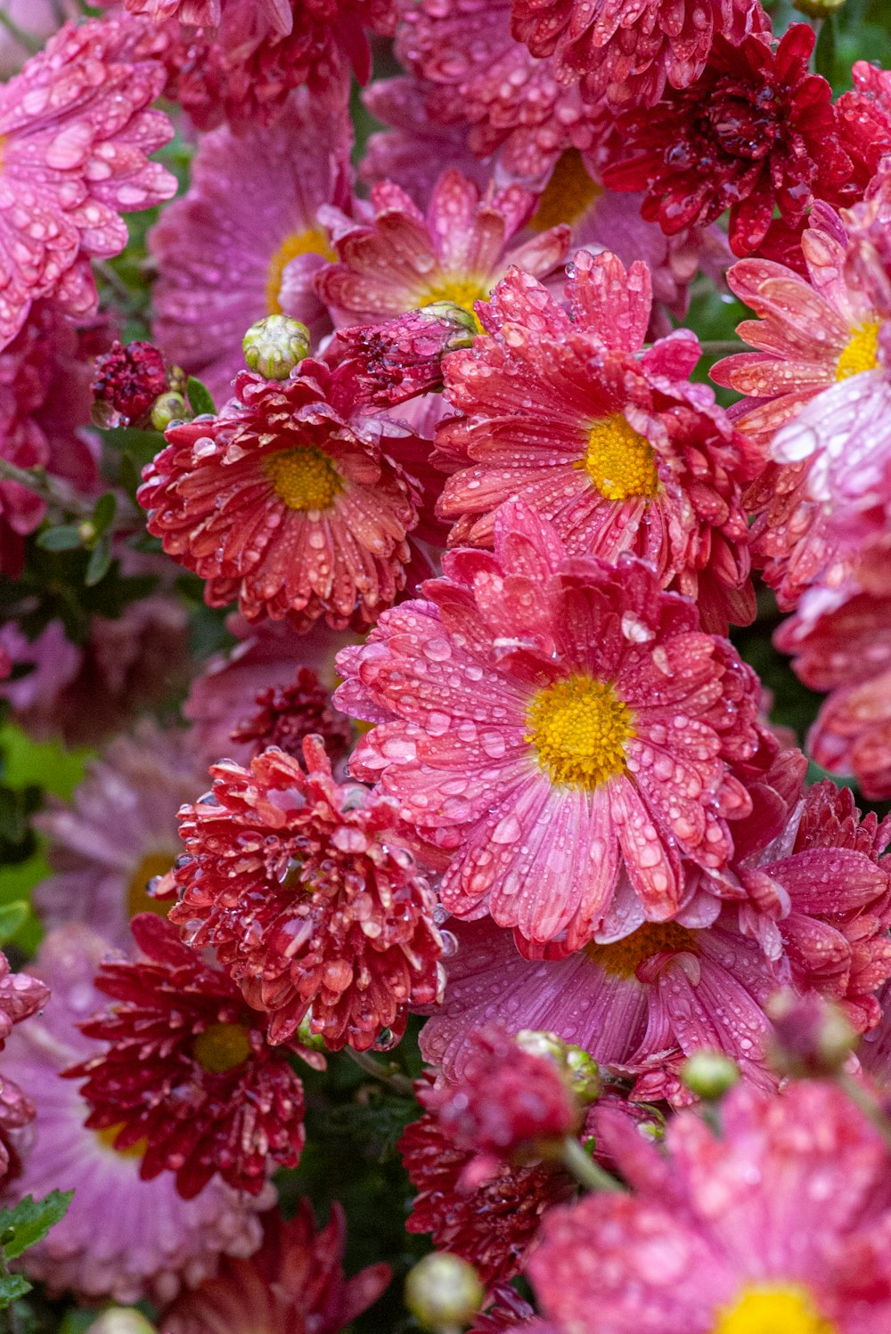 a close up of a flower