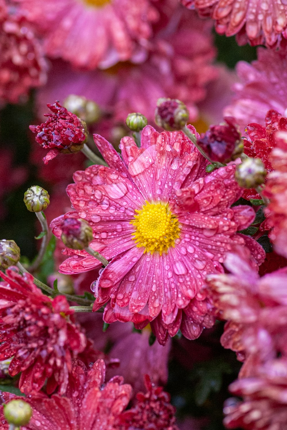 a bunch of pink flowers with water droplets on them