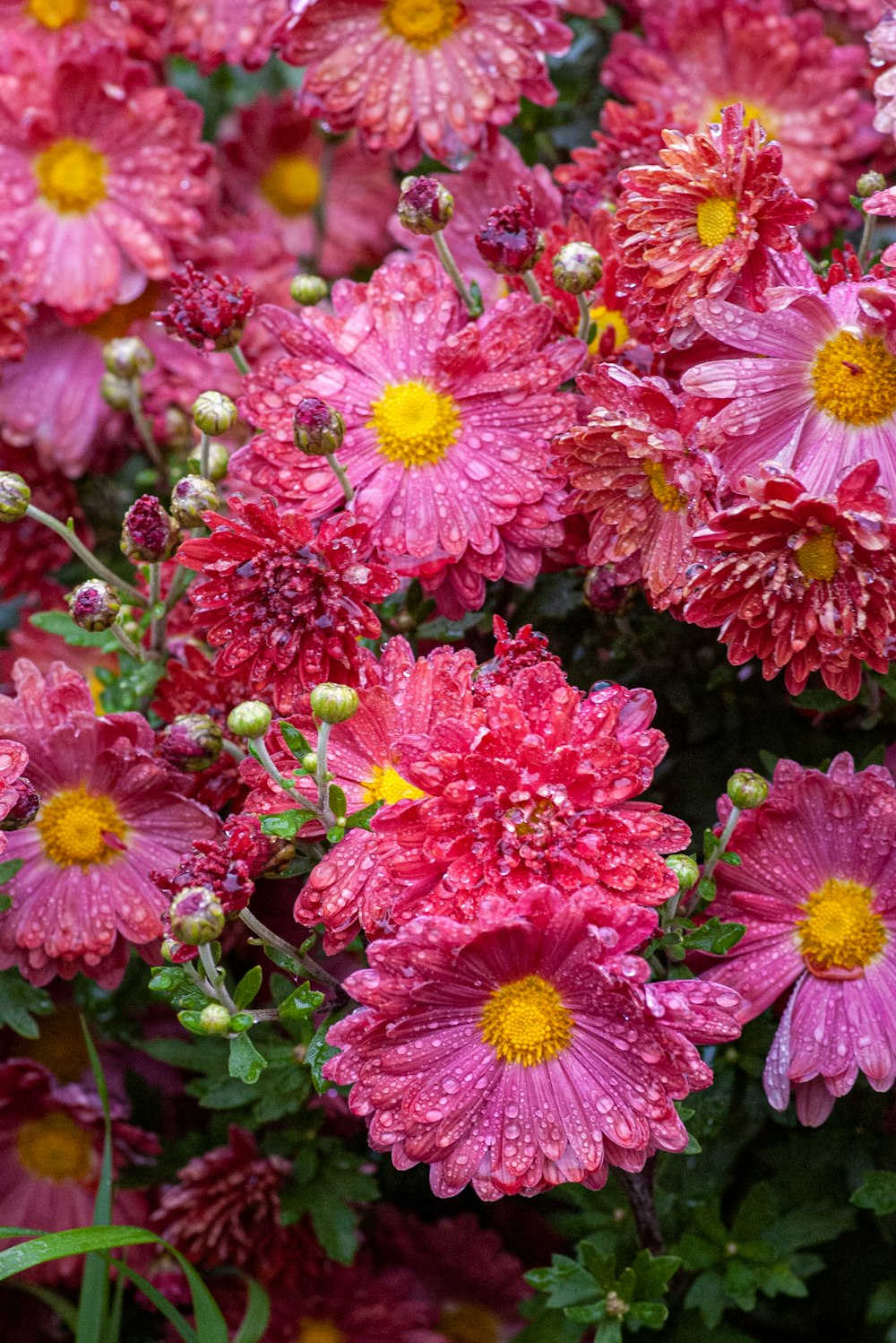 a bunch of pink flowers with yellow centers