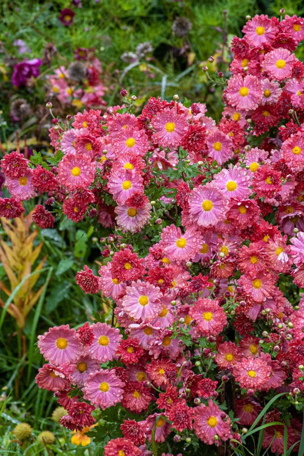 a pink flower is in a garden