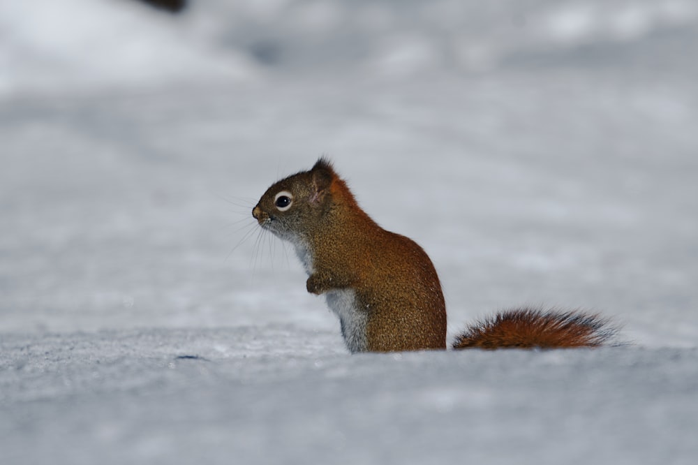 a squirrel is standing in the snow and looking at the camera