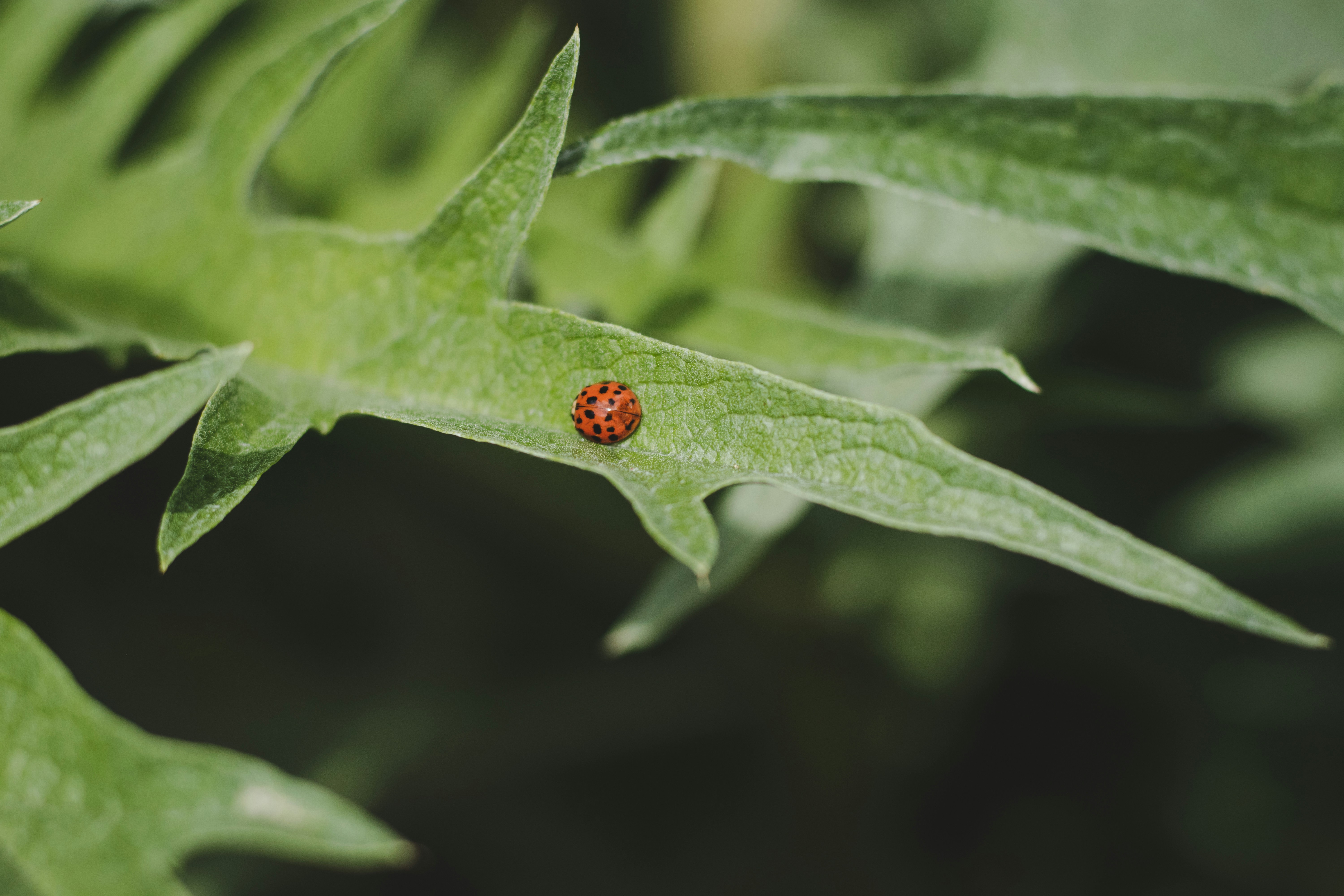 Photo by rob_vesseur