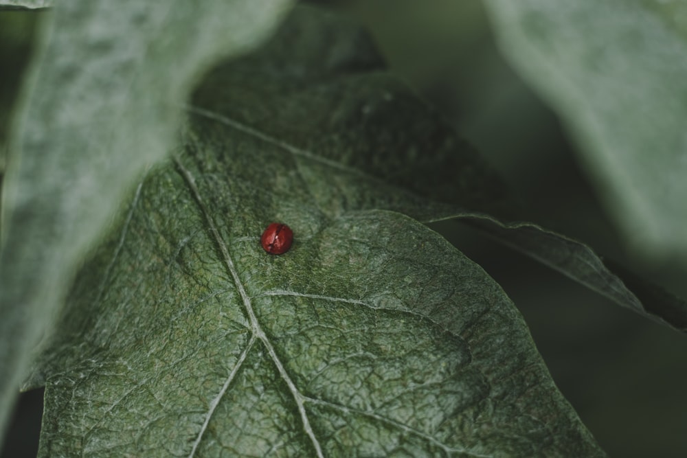 a close up of a leaf with a red bug on it