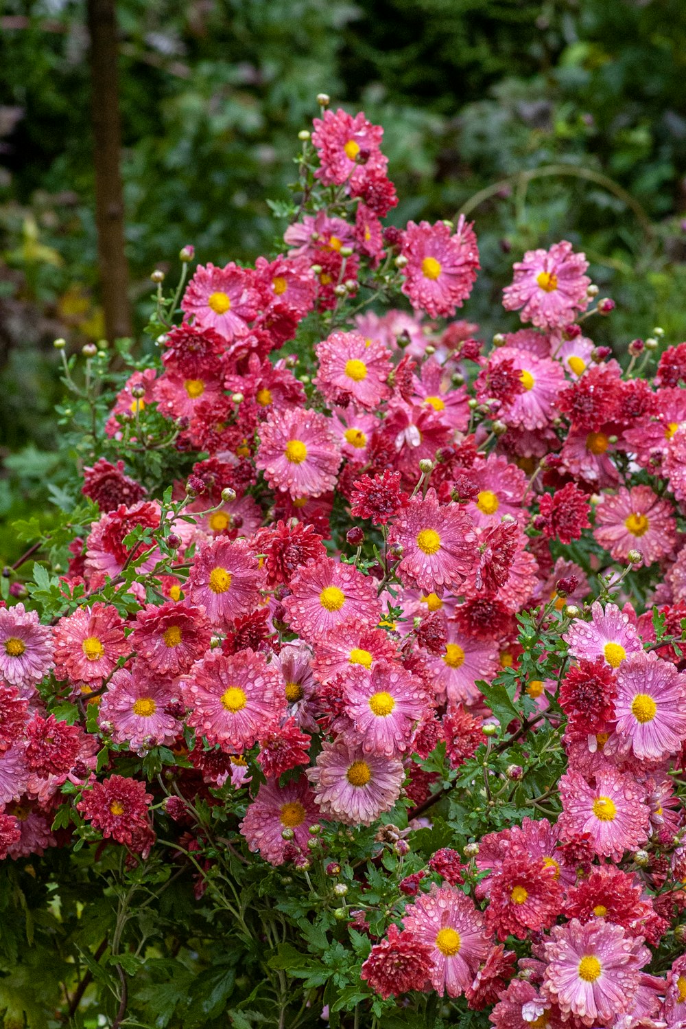 a pink flower on a plant