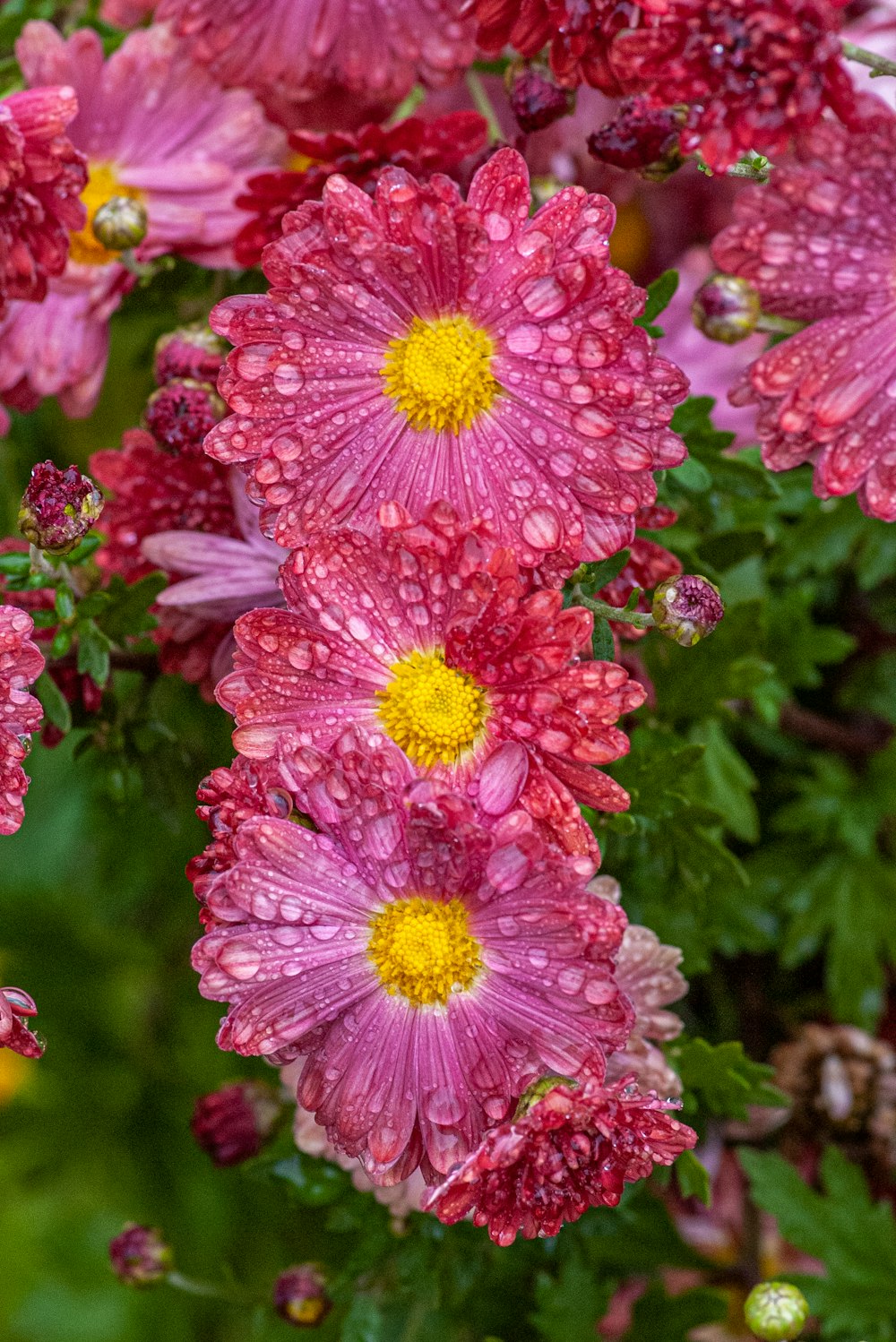 a bunch of pink flowers with water droplets on them