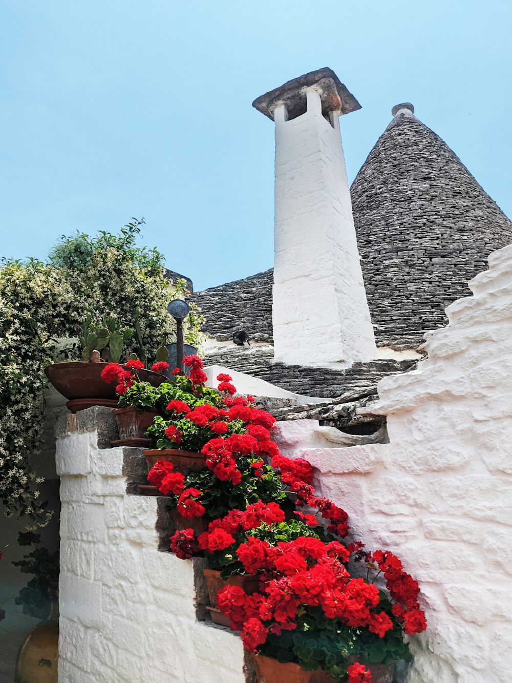 red flowers are growing on the side of a building