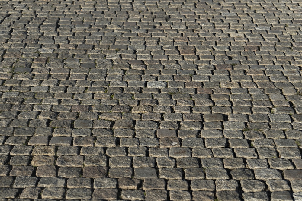 a black and white cat laying on a brick road