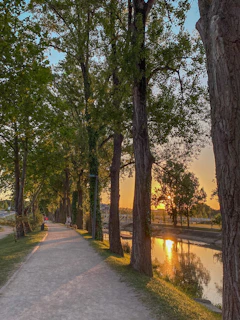 A serene walking path winding through the trees near the homestay at sunset.