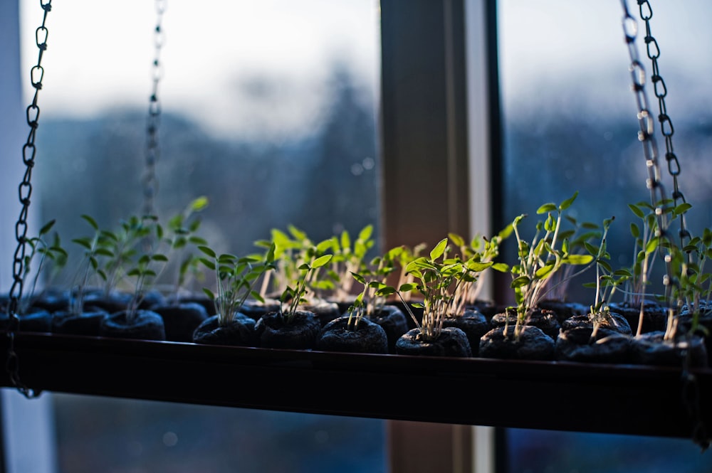 a window sill with plants growing in it