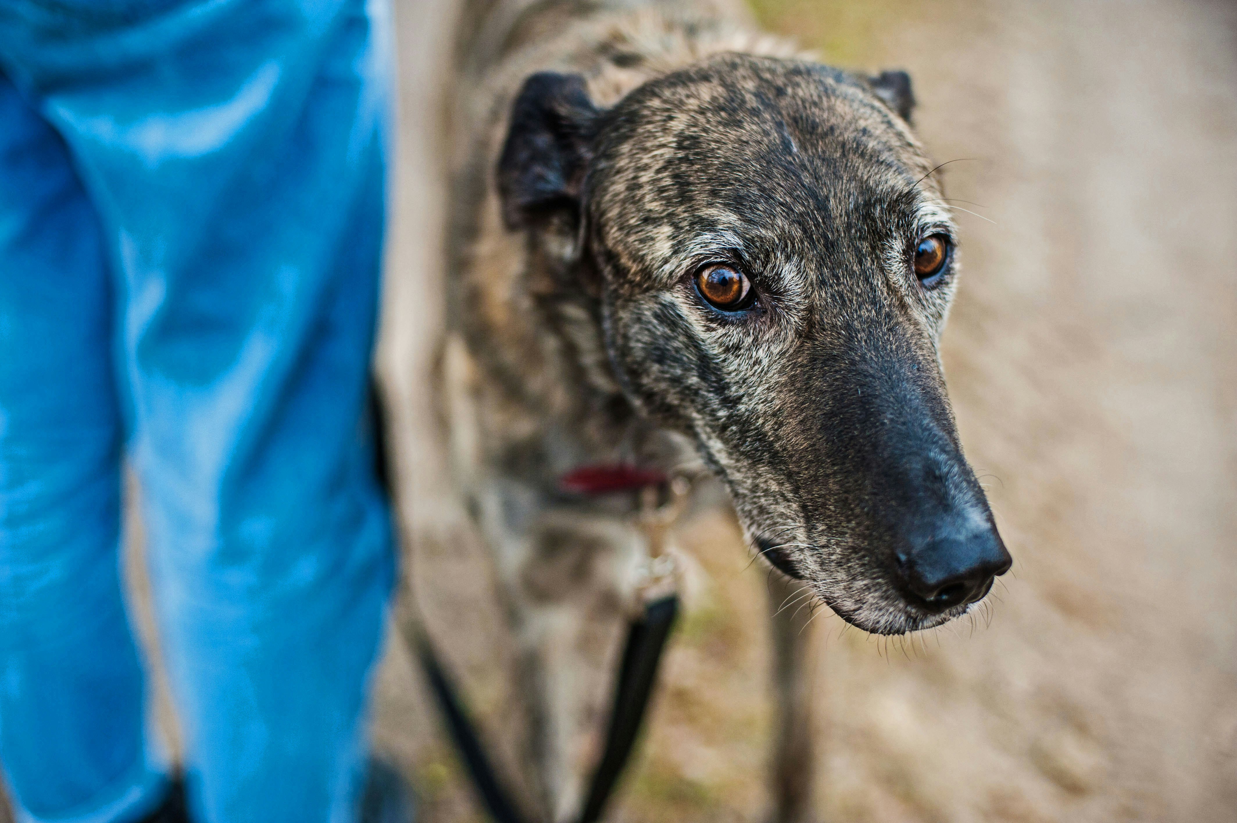 Cushing’s Disease in Dogs