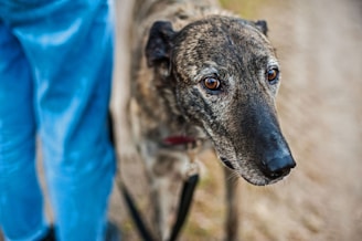 a close up of a dog on a leash