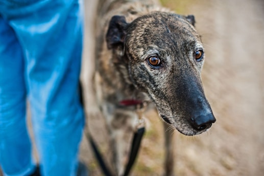a close up of a dog on a leash