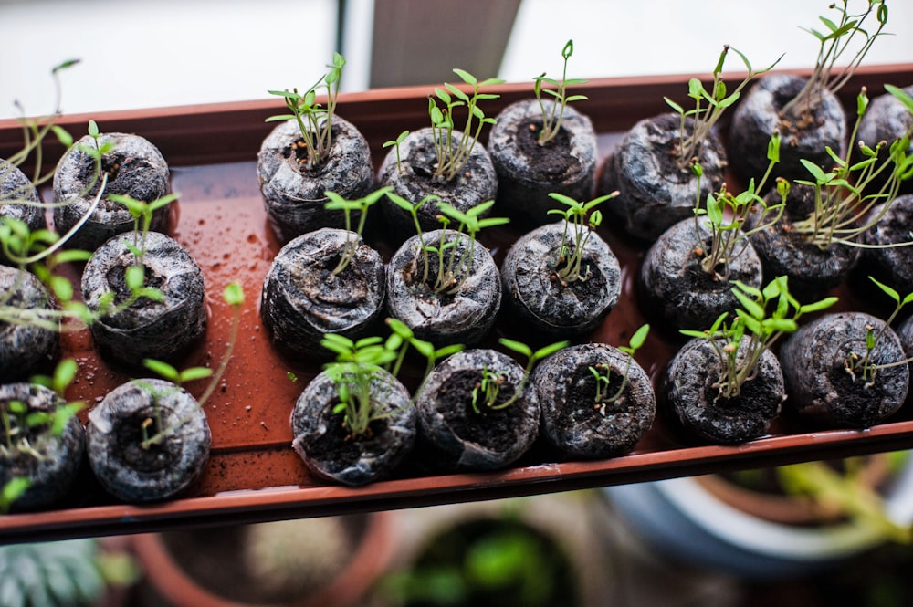 a bunch of plants that are sitting in a tray