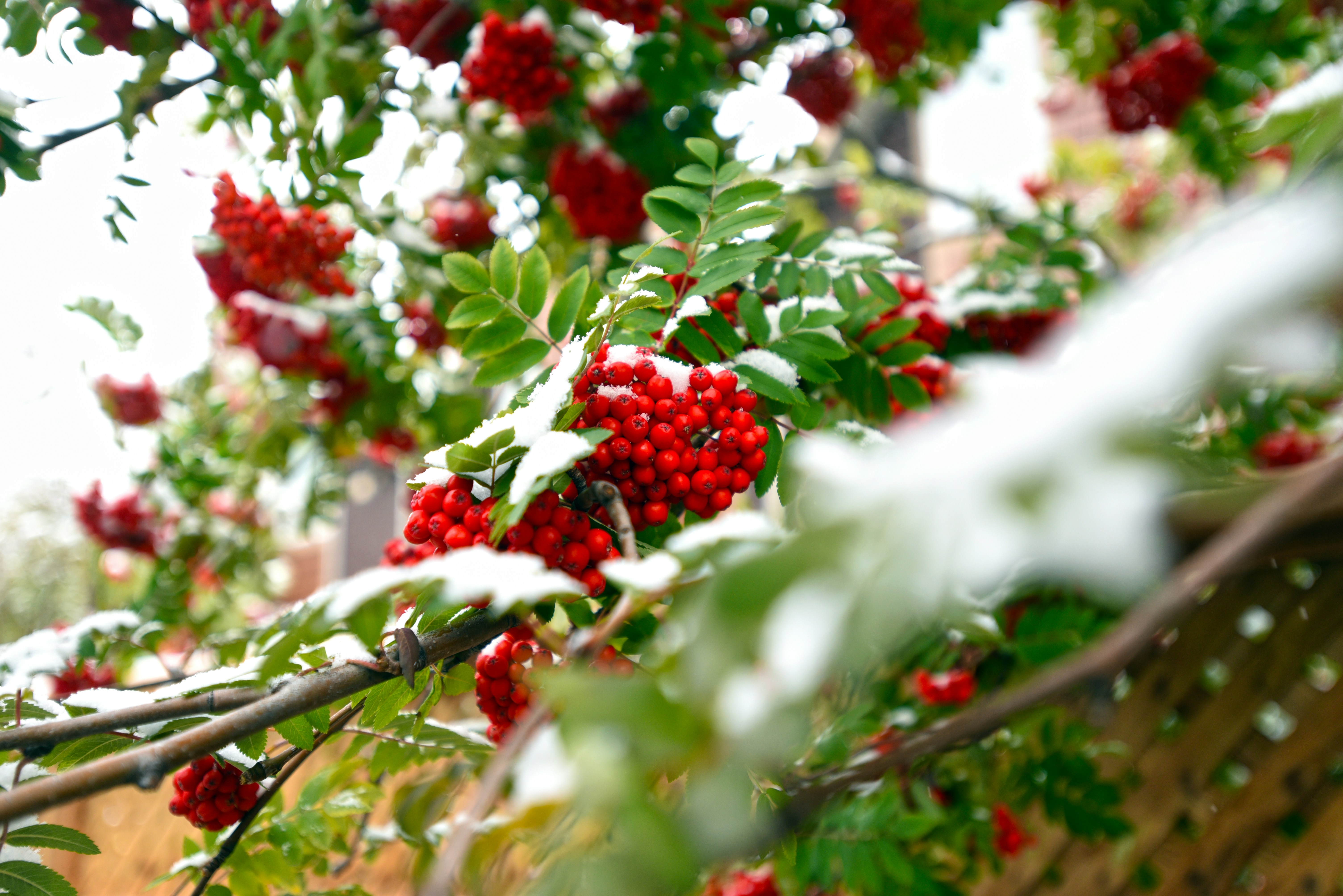 Photo by tommaomaoer