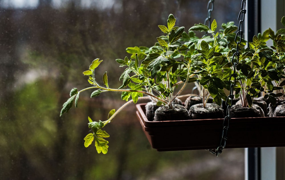 a window sill filled with lots of green plants