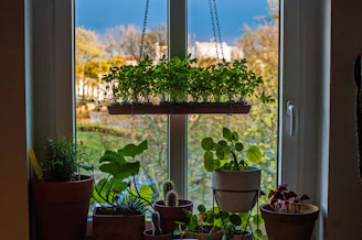 A cozy indoor scene with various houseplants thriving on a sunny windowsill.