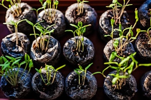 a bunch of plants that are in some kind of pot