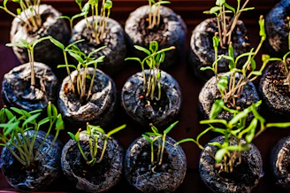 a bunch of plants that are in some kind of pot