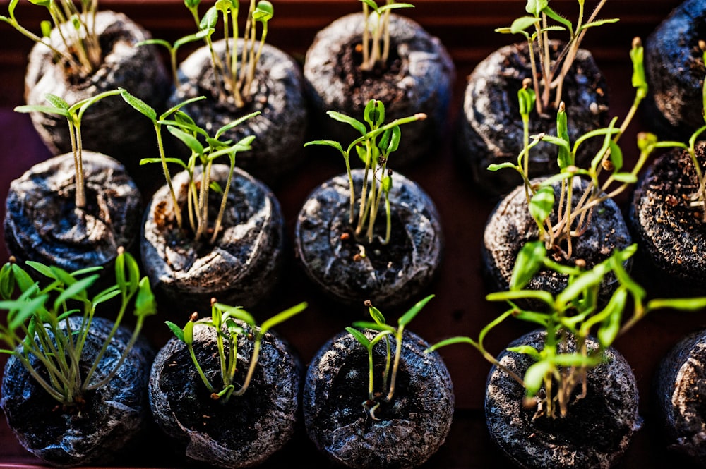 a bunch of plants that are in some kind of pot