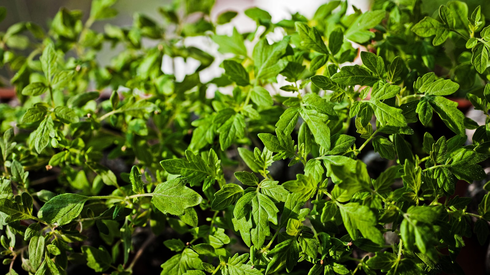 Step-by-Step Guide to Protecting Tomato Plants from Frost