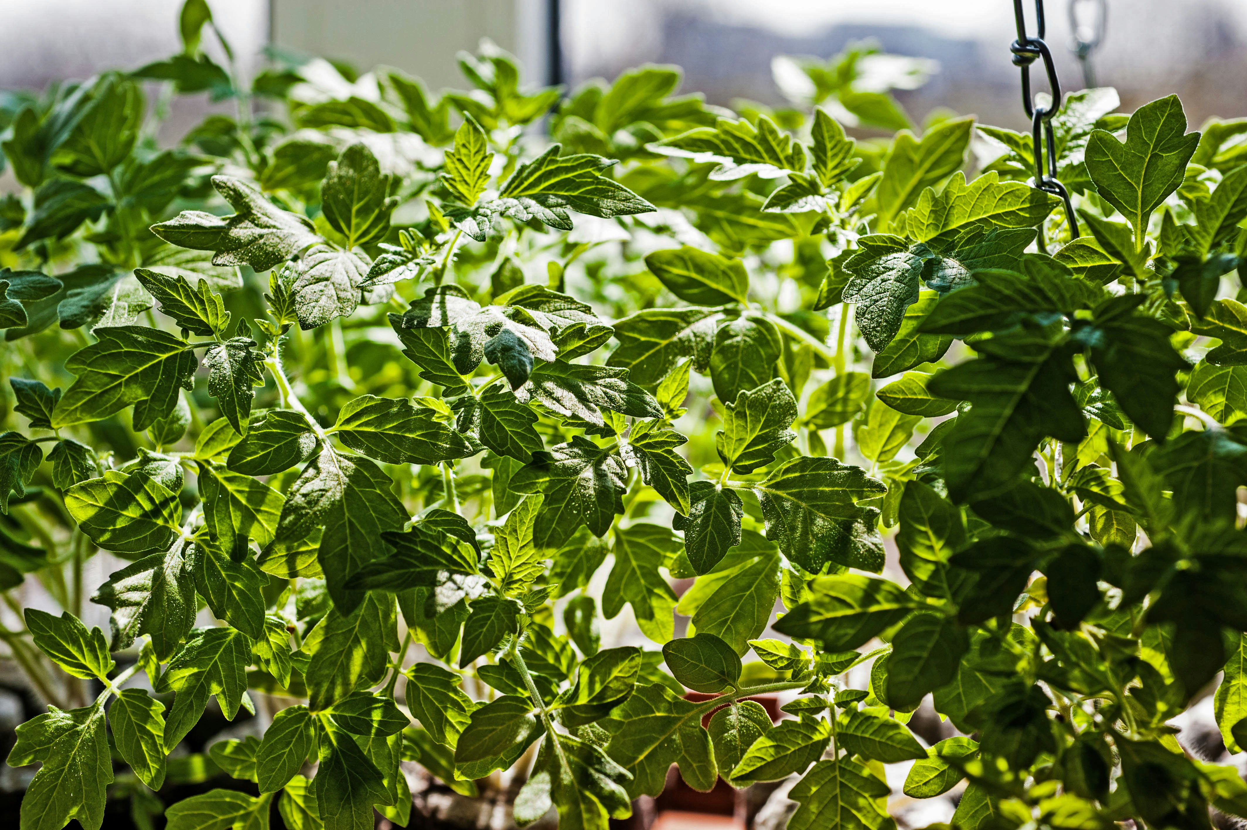 a close up of a plant in a pot