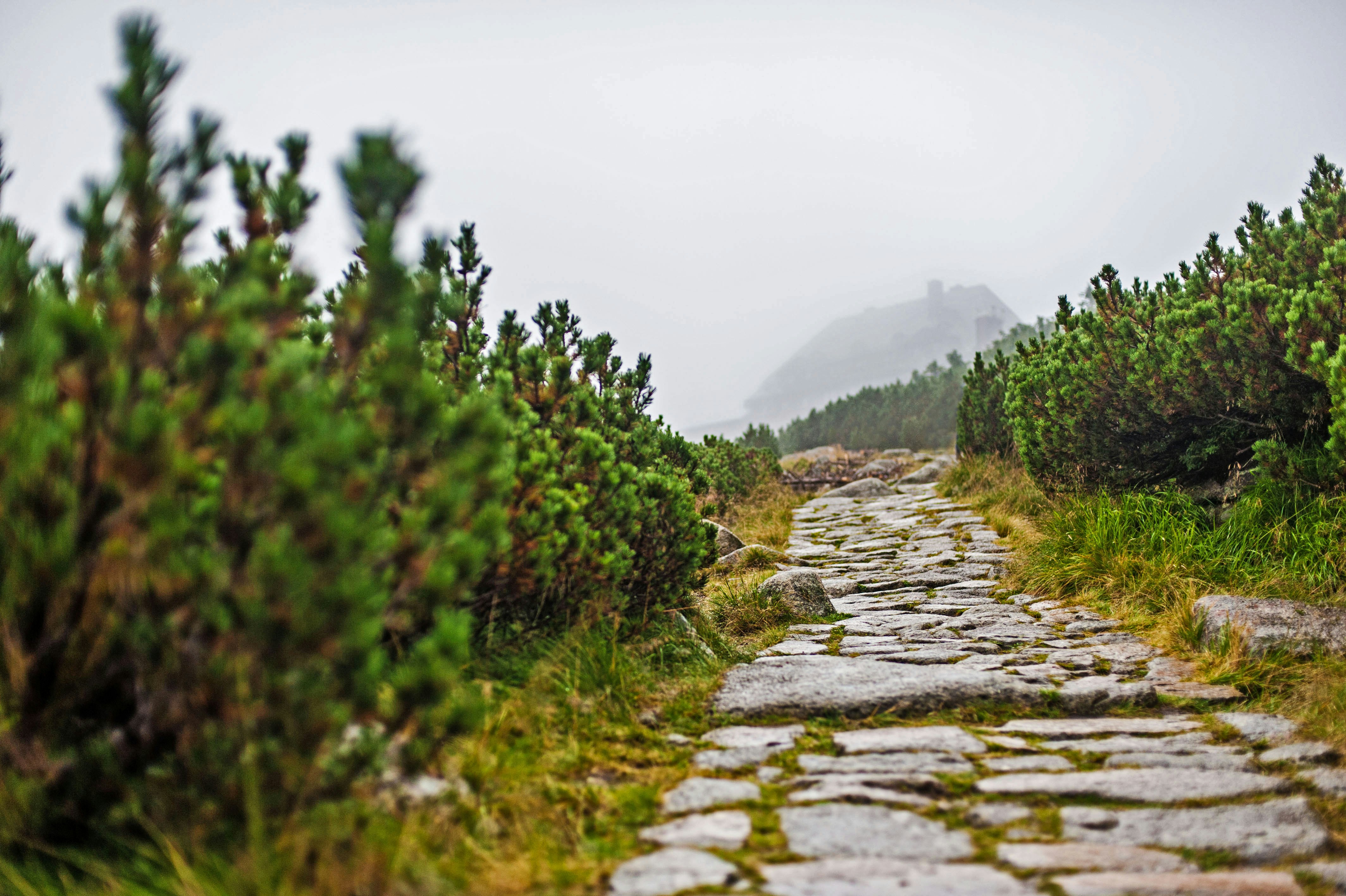 A stone path in the middle of a forest photo – Free Szrenica Image on ...