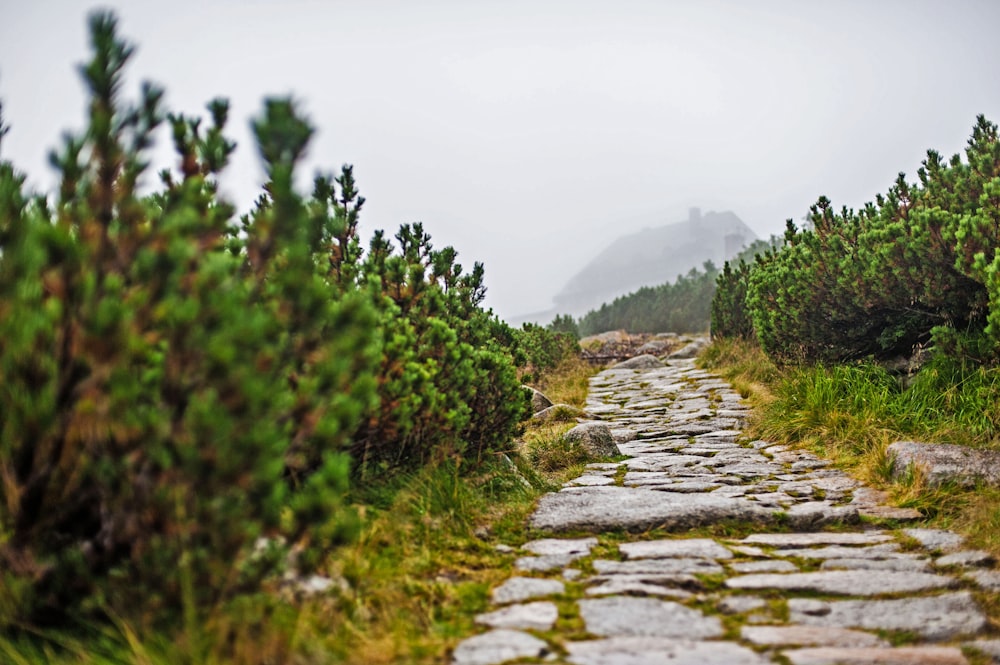 a stone path in the middle of a forest