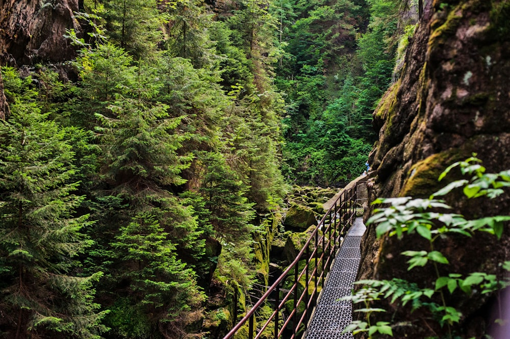 a suspension bridge in the middle of a forest