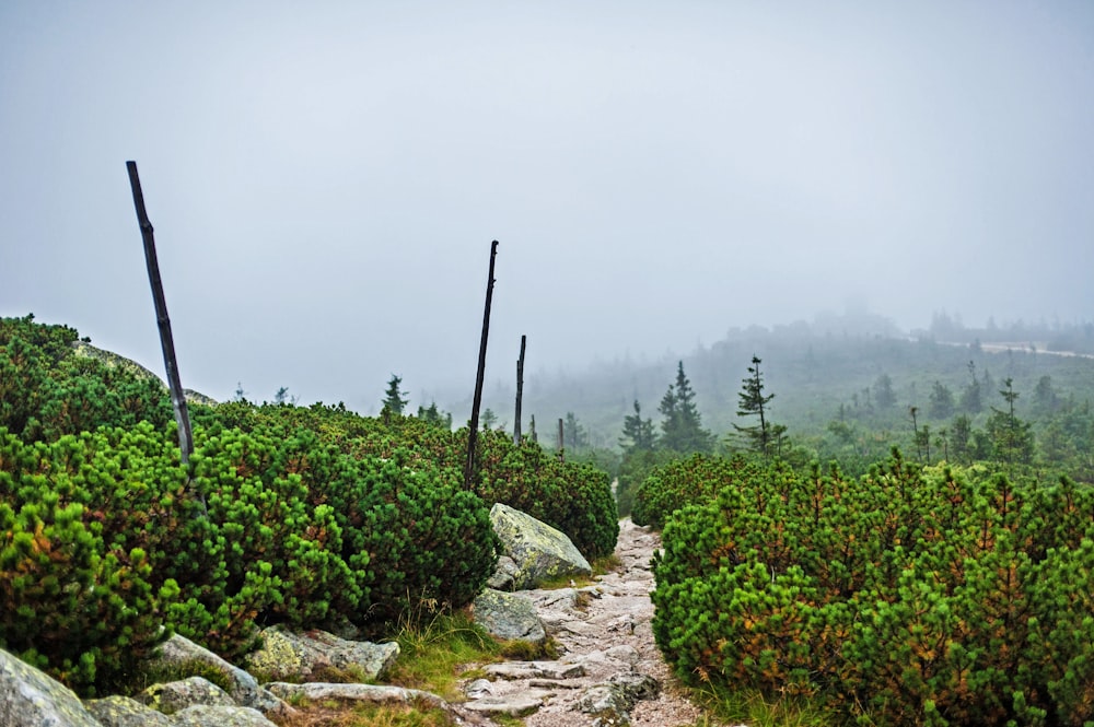 a trail in the middle of a foggy forest