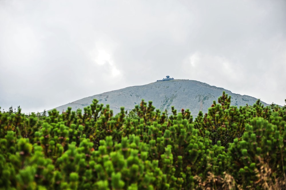 a view of a mountain with trees in the foreground