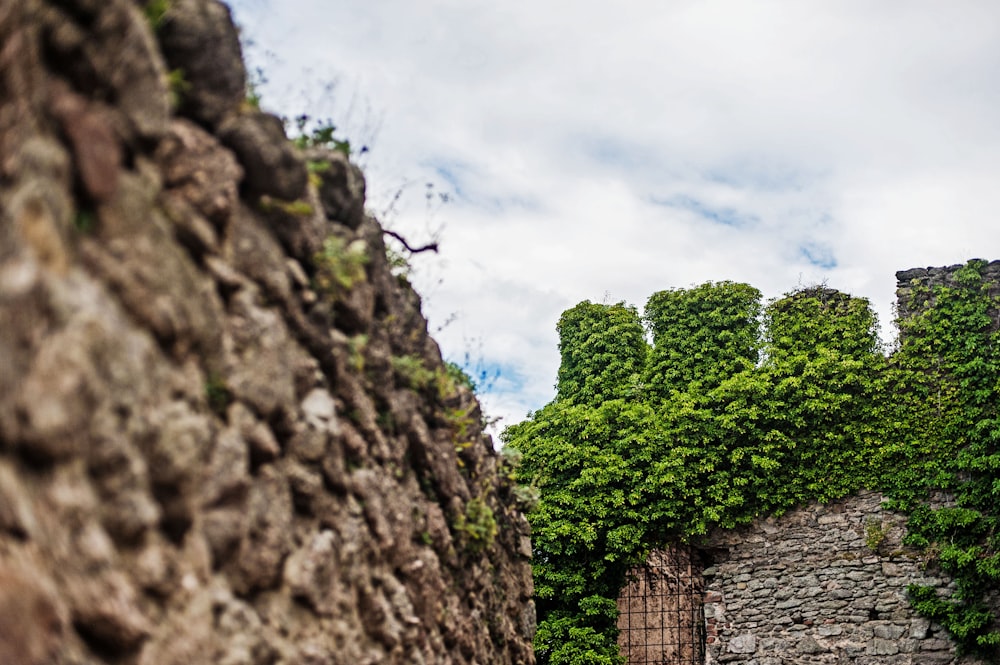 a stone wall with vines growing on it