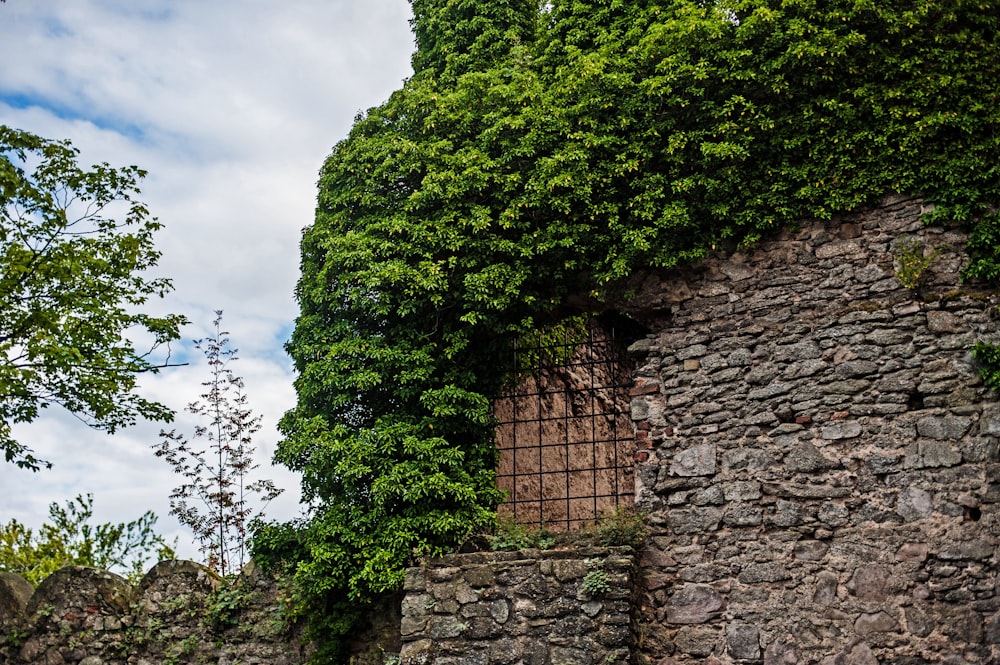 a stone wall covered in vines and a window