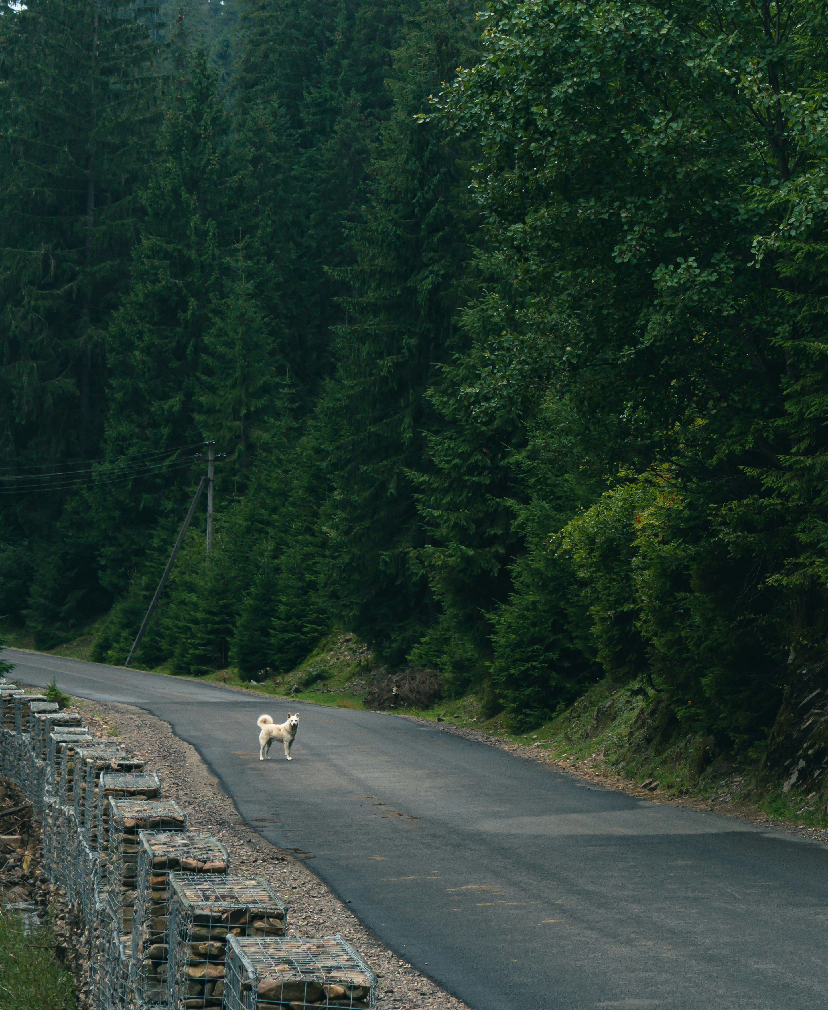 Ein weißer Hund, der eine Straße neben einem Wald entlanggeht