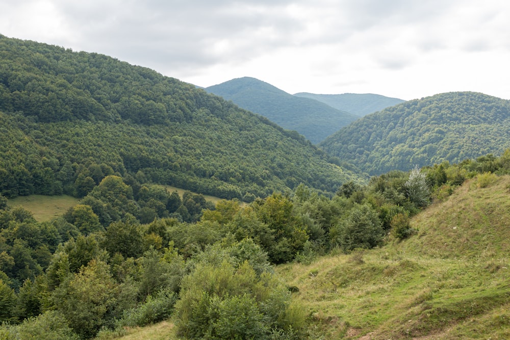 a lush green hillside covered in lots of trees