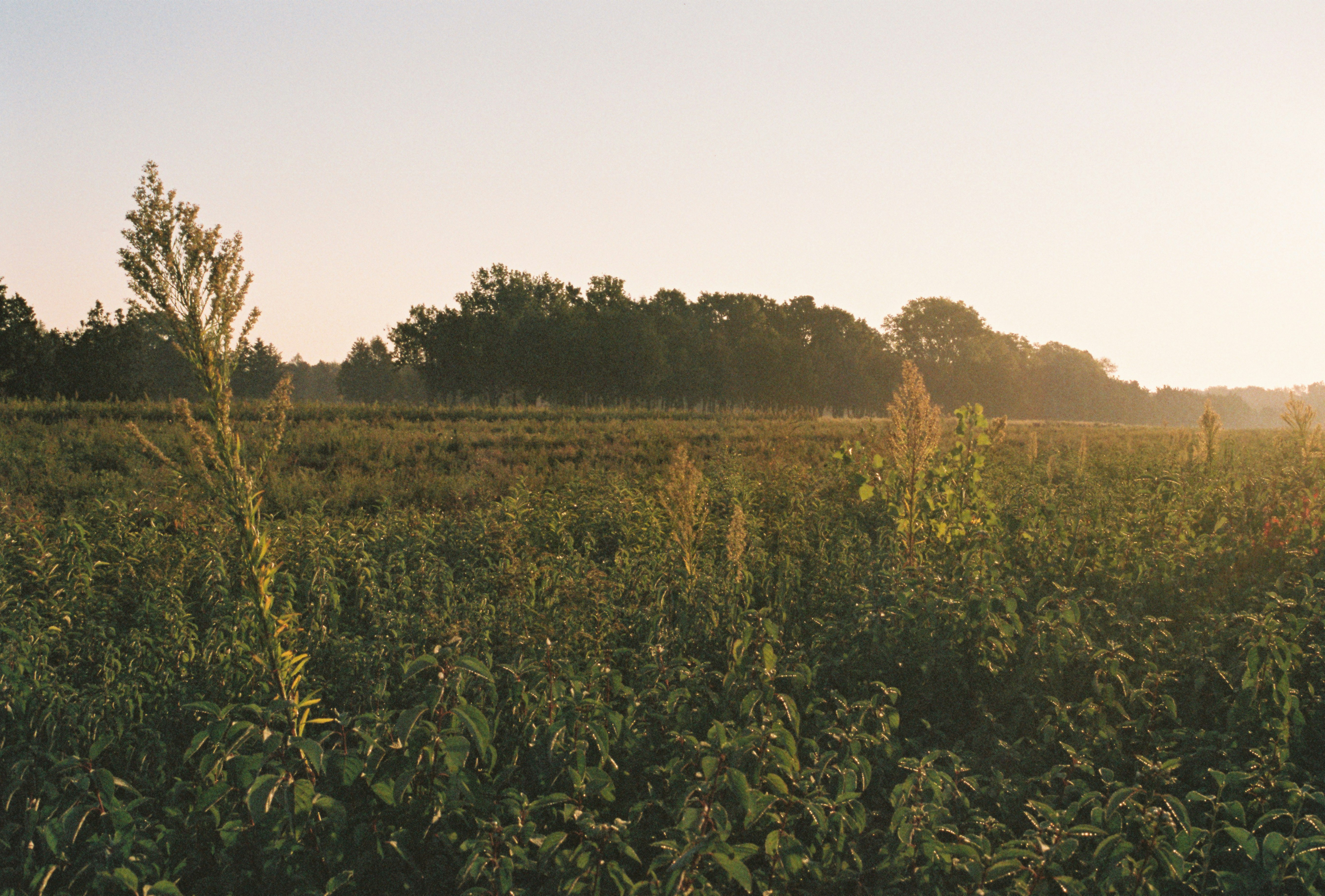 Sunrise over a field