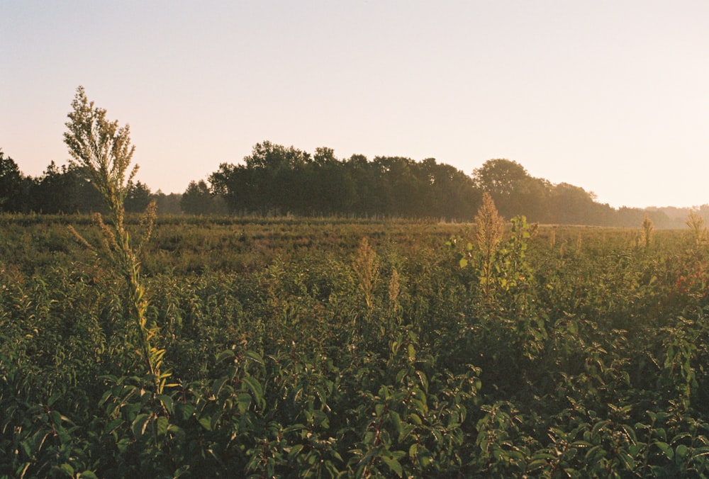 a field of tall grass with trees in the background