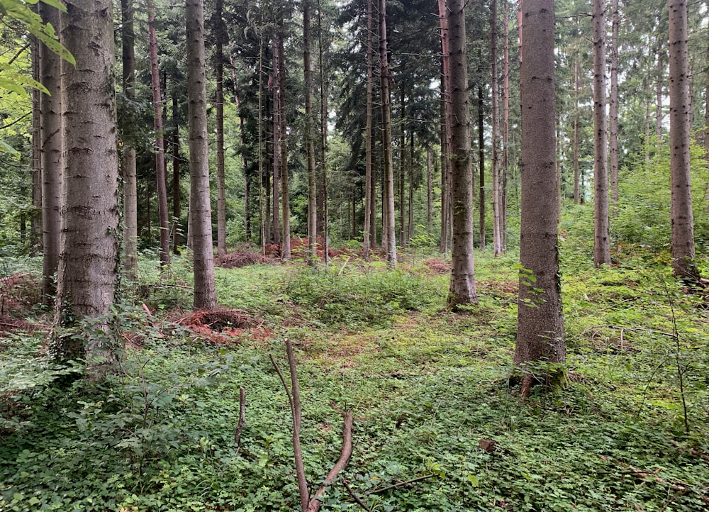 a forest filled with lots of tall trees