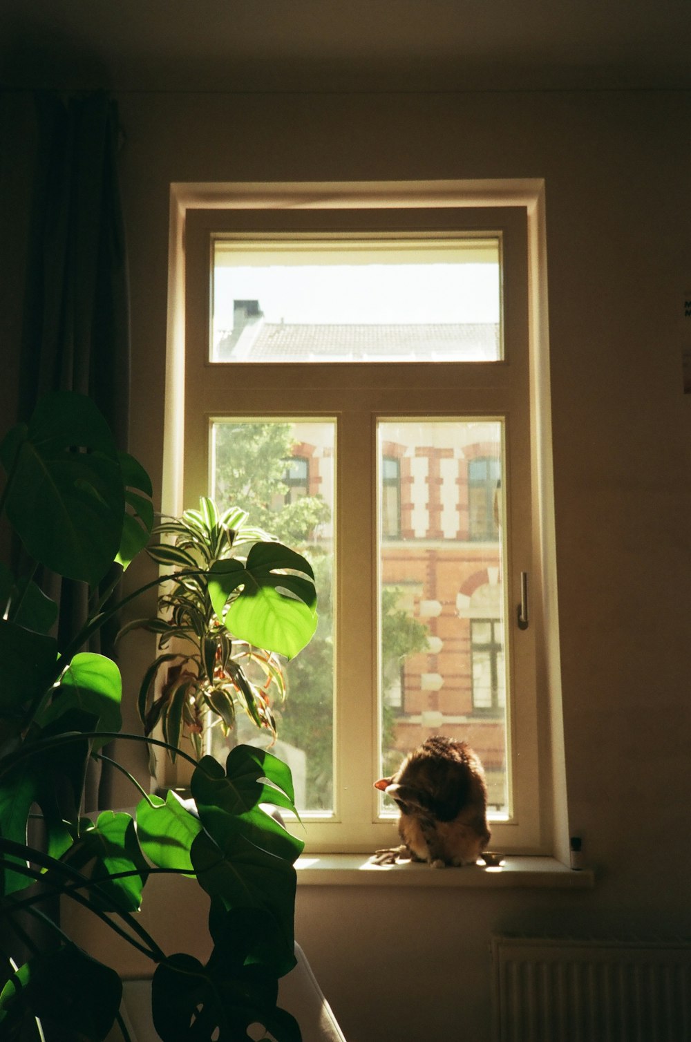 a cat sitting on a window sill next to a potted plant