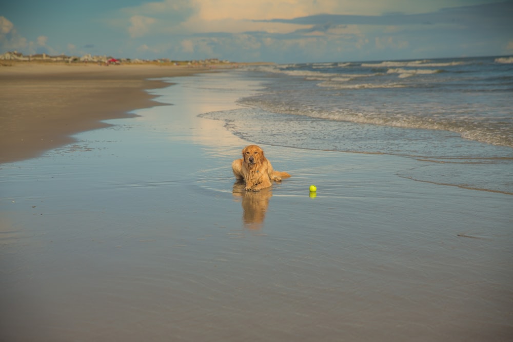 a dog playing with a ball on the beach