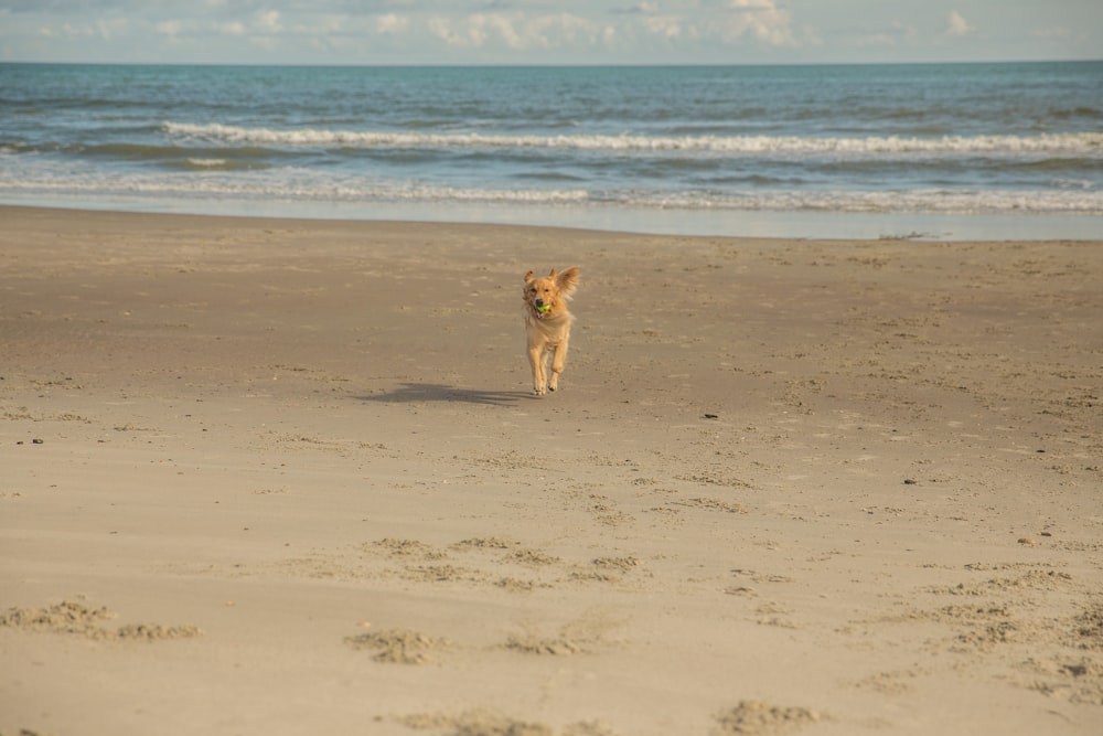 a small dog running on a beach near the ocean