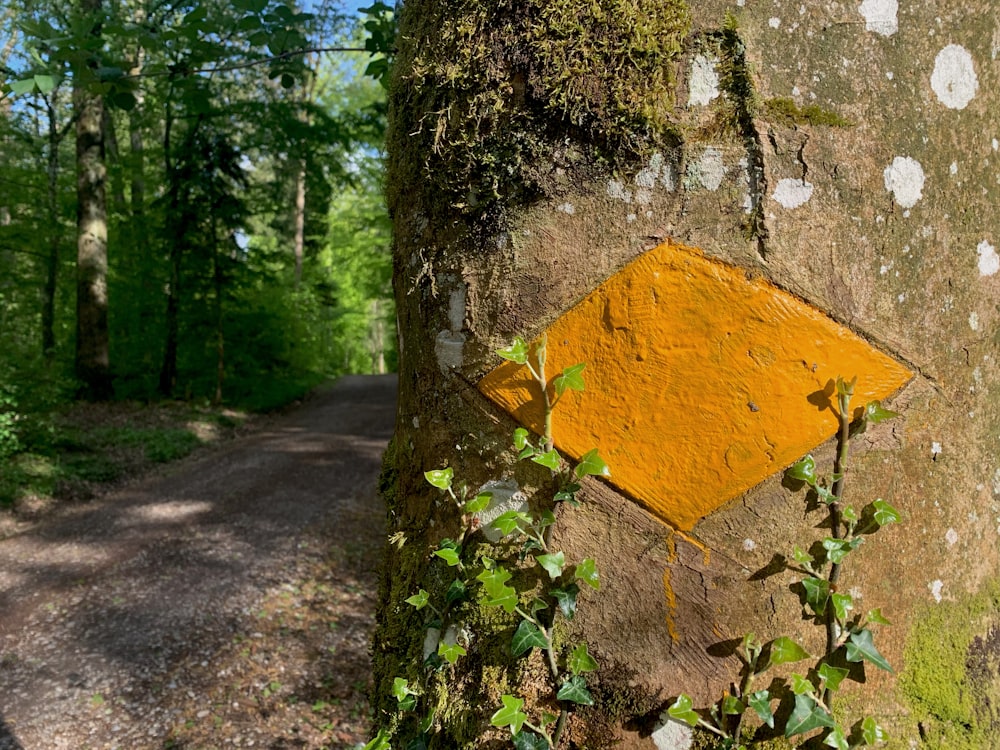 a yellow arrow painted on the side of a tree
