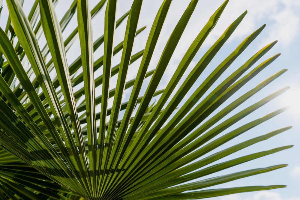 Un primer plano de una palmera verde
