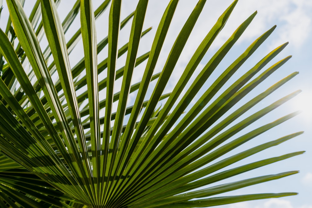 a close up of a green palm tree