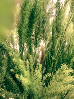 Lush green foliage with a variety of fine, needle-like leaves fills the frame. The vibrant greenery suggests a thick, healthy plant environment with different shades of green creating a rich texture.