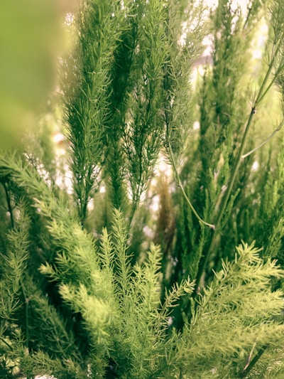 Lush green foliage with a variety of fine, needle-like leaves fills the frame. The vibrant greenery suggests a thick, healthy plant environment with different shades of green creating a rich texture.