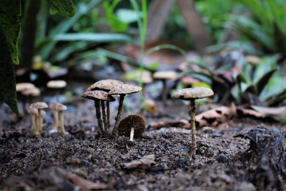 a group of mushrooms that are in the dirt