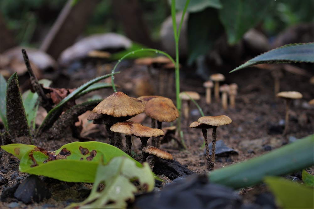 a group of mushrooms that are on the ground